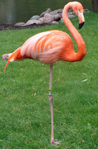 flamingo